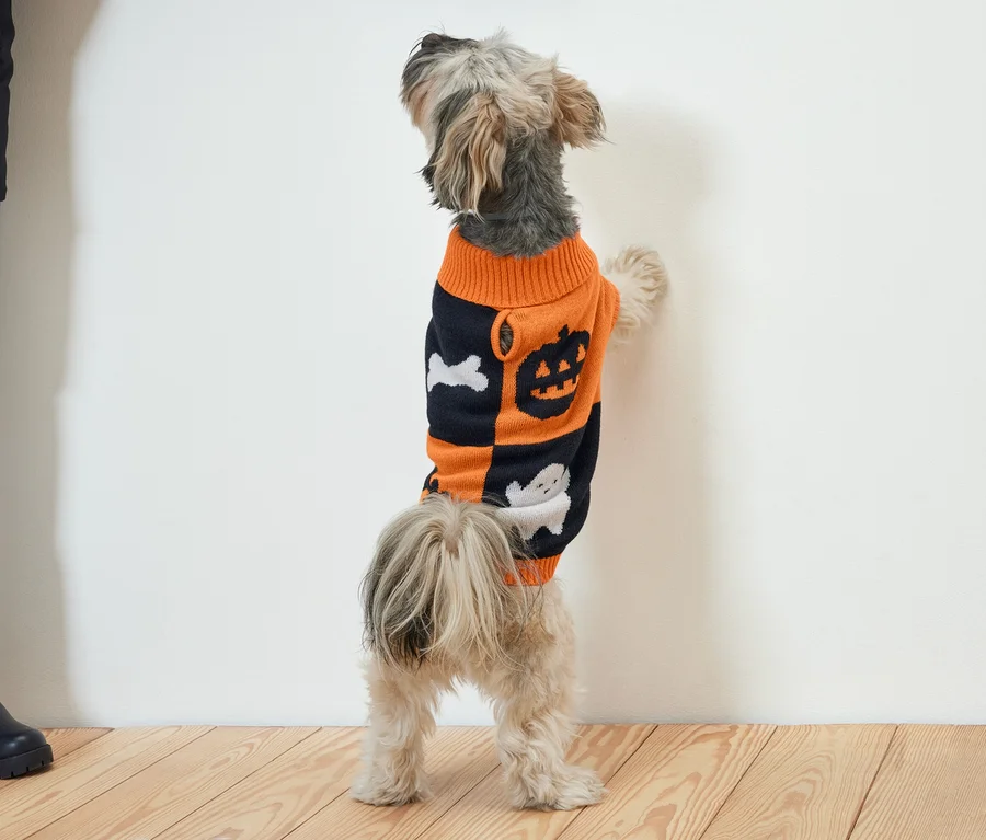 Egy kistestű kutya áll a hátsó lábain támaszkodva egy fehér falnak. Narancssárga-fekete, halloween mintás pulóvert visel.