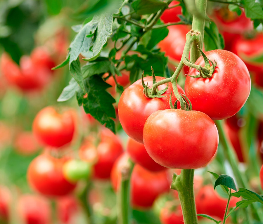 Piros paradicsomok nőnek egy száron a minikertben egy papírzacskóban.