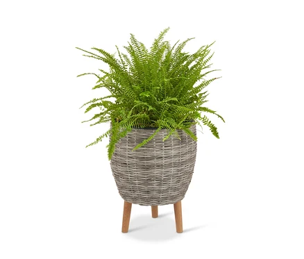 Páfrány egy világosszürke polyrattan virágtartóban, lábakkal.