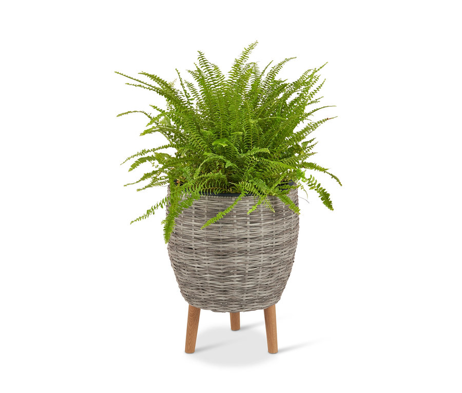 Páfrány egy világosszürke polyrattan virágtartóban, lábakkal.
