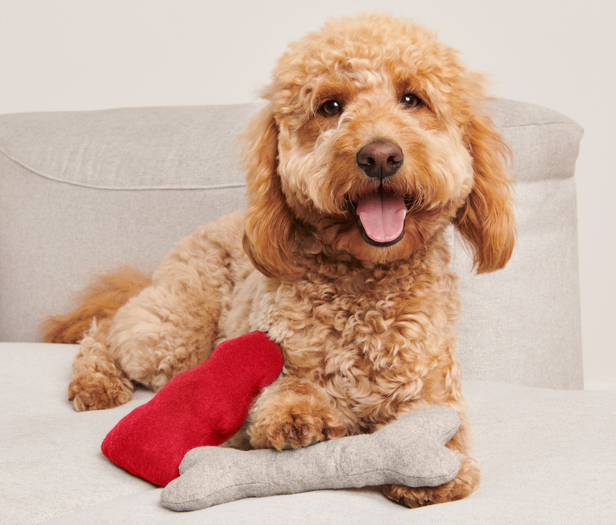 Egy barna kutya fekszik egy kanapén egy 2 részes kutyajáték készlettel.