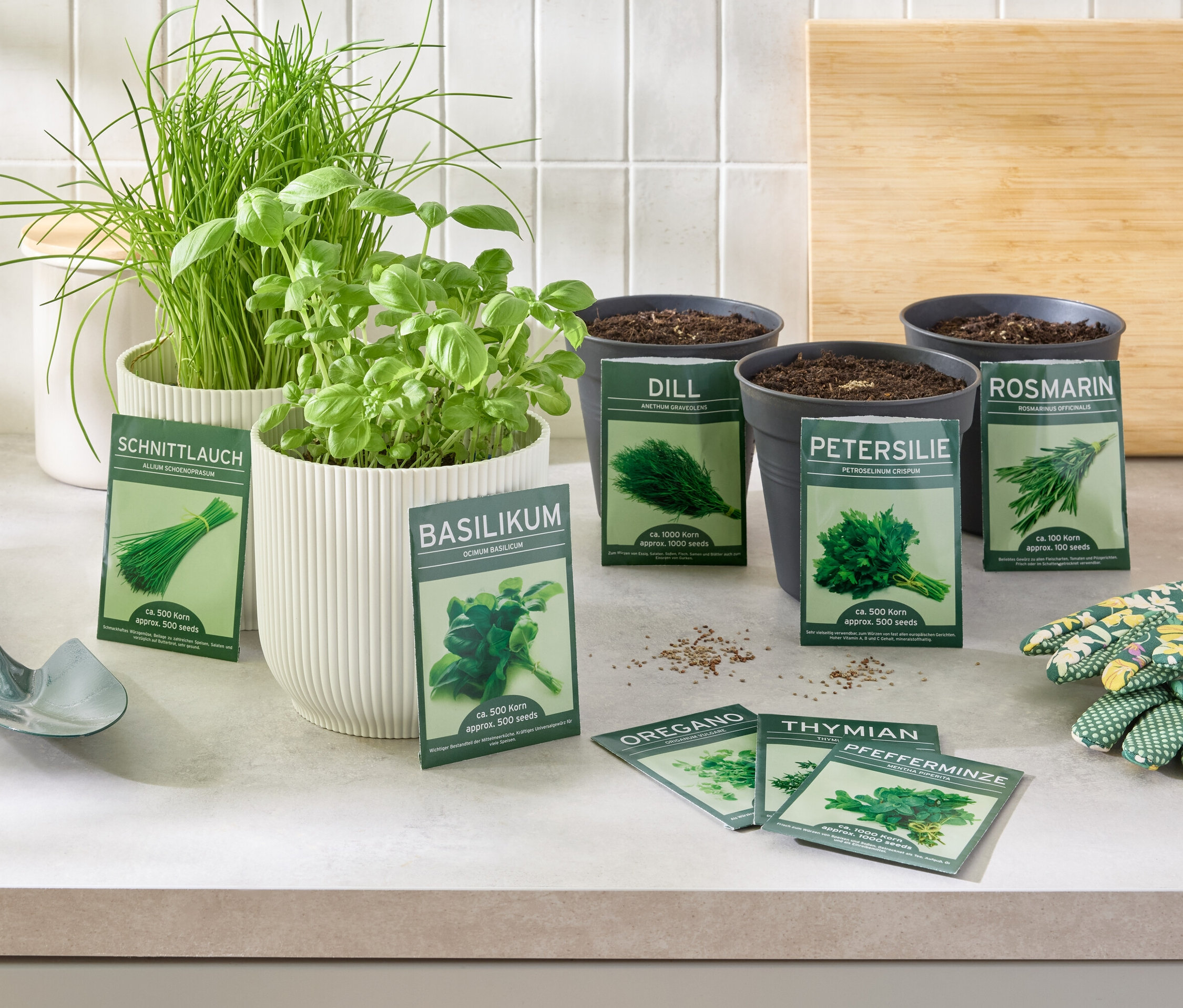 8 klasszikus fűszernövénymag Fűszernövények cserépben és magvak az asztalon kesztyűvel és lapáttal.