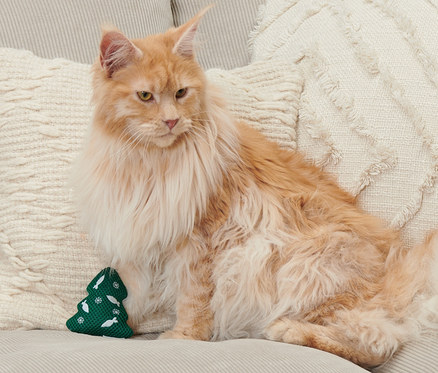 Egy narancssárga Maine Coon macska ül egy bézs színű kanapén egy zöld karácsonyfa macskajáték mellett.