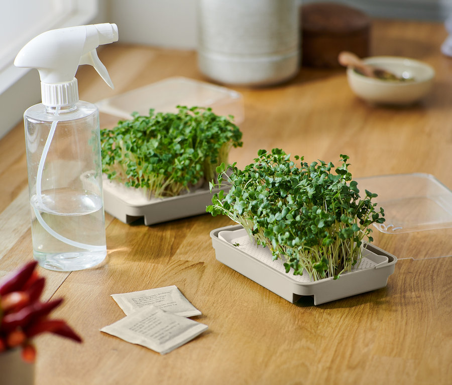 Két csíráztató készlet magokkal egy fa asztalon, egy szórófejes flakonnal és vetőmag csomagokkal.