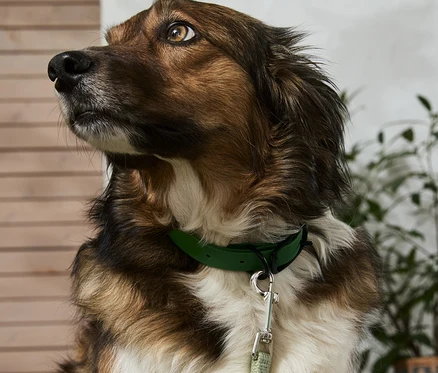 Barna kutya fehér mellkassal, zöld vízálló kutyanyakörvvel, 45 cm-es.