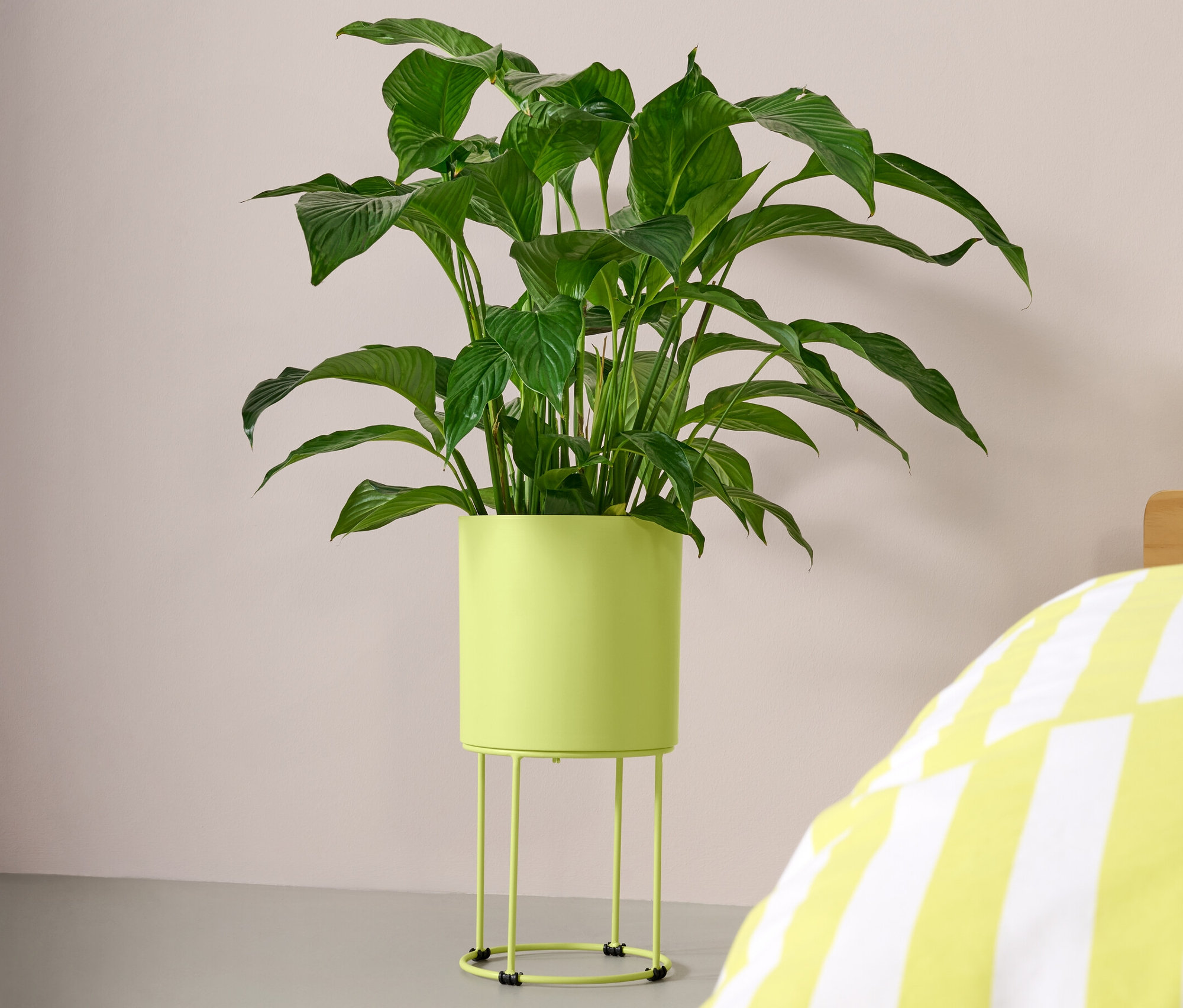 Zöld növény egy fém, lime színű virágtartóban, egy sárga-fehér csíkos ágy mellett.