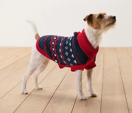 Egy barna-fehér Jack Russell terrier áll egy fapadlón, és egy kötött kutyapulóvert visel.