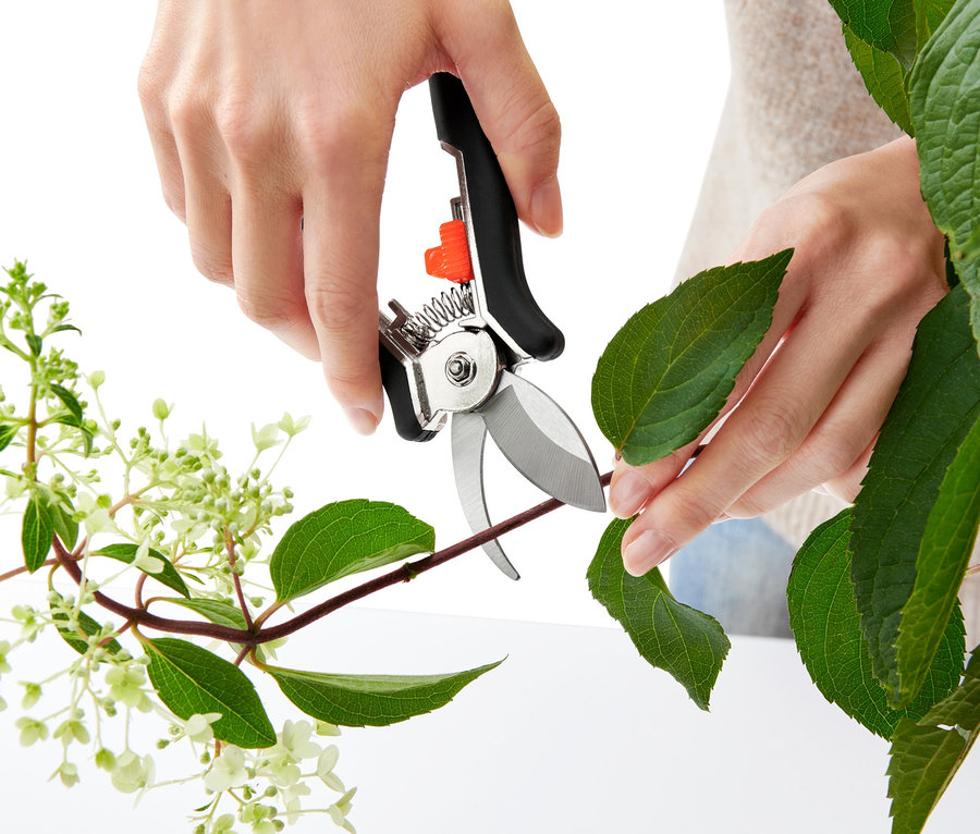 Egy személy egy szárat vág le levelekkel egy 2 mini kerti olló segítségével.
