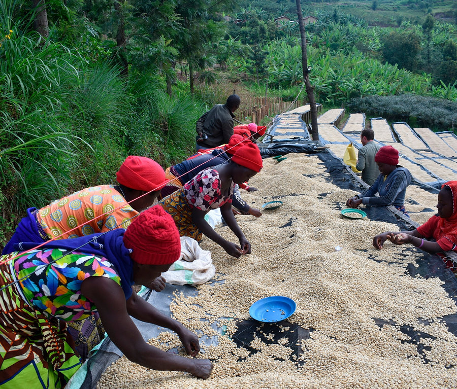 Több ember válogatja a Rarität »Buramba Rwanda« kávékülönlegesség kávétartó dobozzal terméket a szabadban.