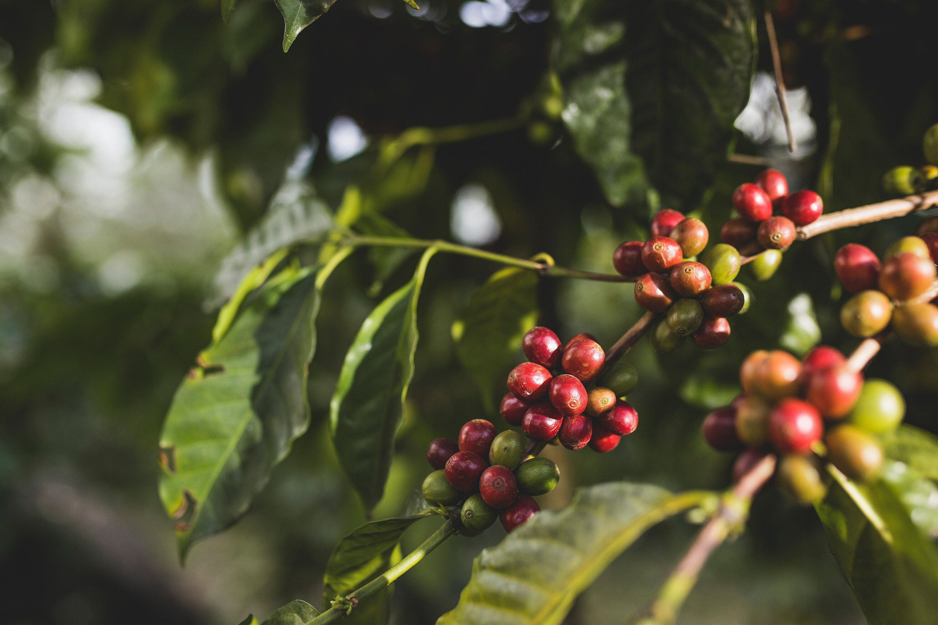 Kávécseresznyék nőnek egy ágon, némelyik piros, némelyik zöld.
