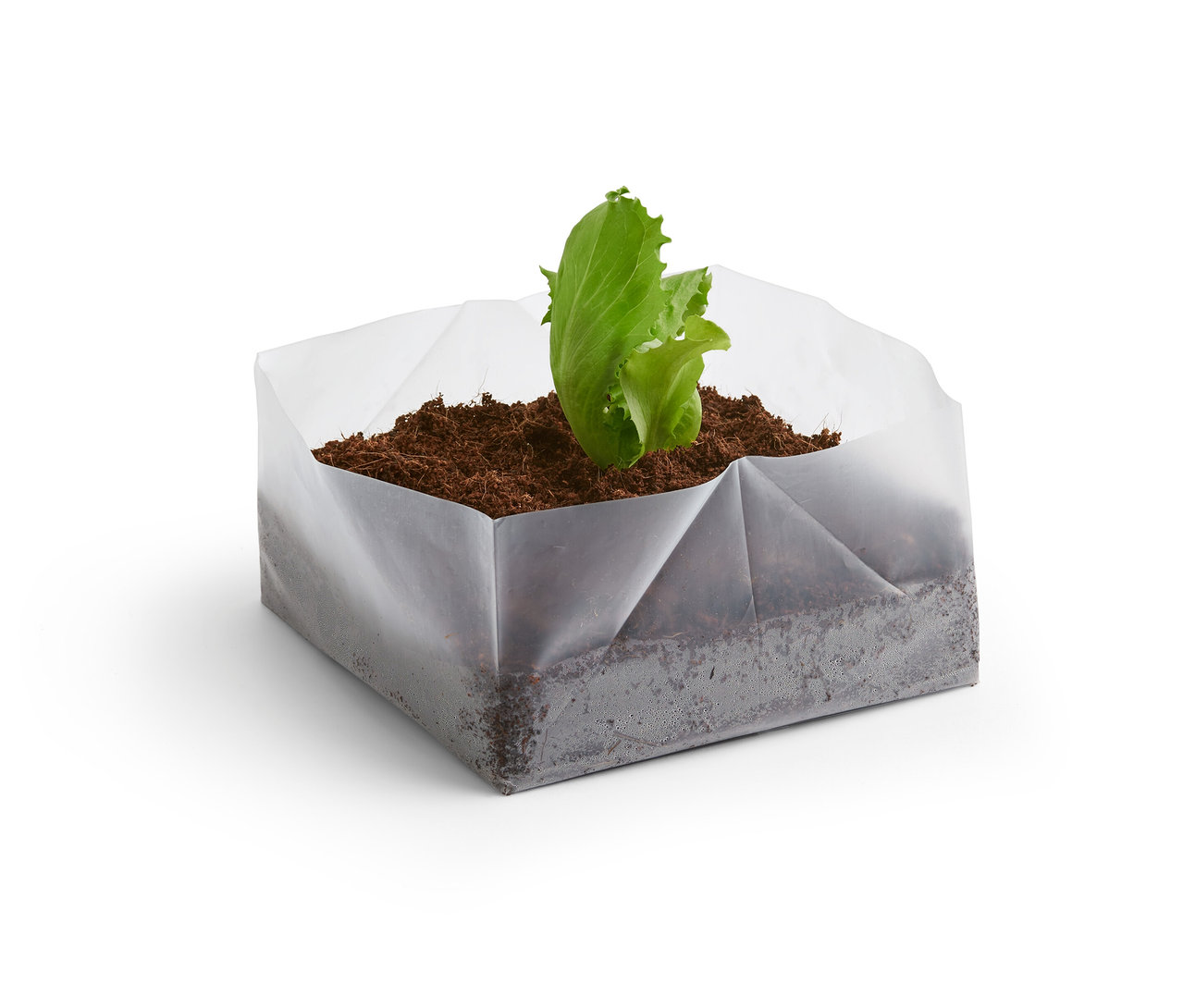 Zöld saláta növekszik a beltéri zöldségtermesztő készletből.