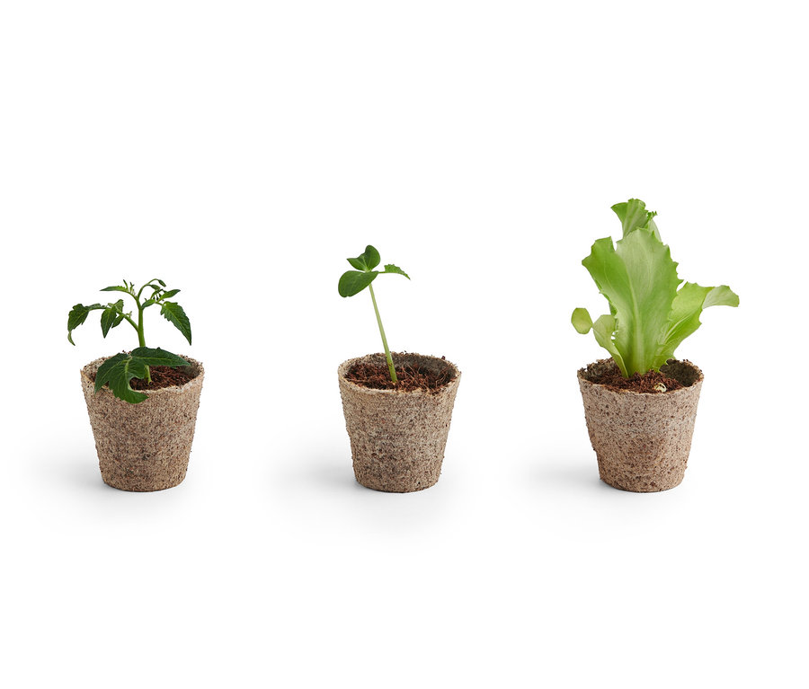 Három kis növény a beltéri zöldségtermesztő készletből barna cserépben nő.