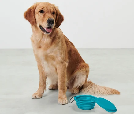 Egy golden retriever ül egy kék összecsukható etetőtál mellett.