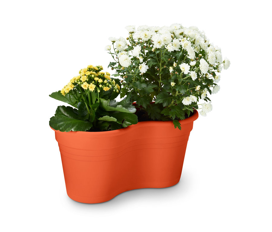 Sárga-fehér virágok narancssárga felakasztható virágtartóban, dupla.