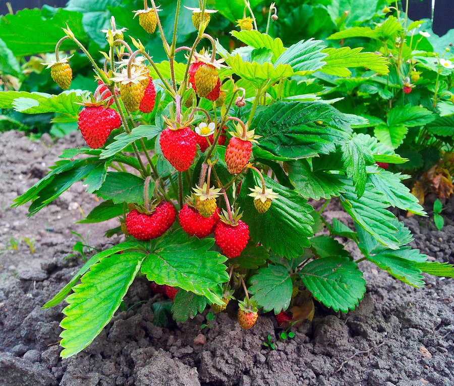 Egy minikert papírzacskóban, eperrel a földben növekszik.