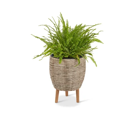 Páfrány egy bézs színű, polyrattan virágtartó kaspóban, lábakkal.