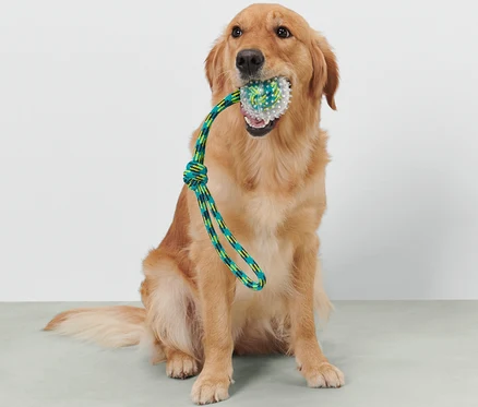 Egy golden retriever ül, és egy dobójátékot tart a szájában kutyáknak.