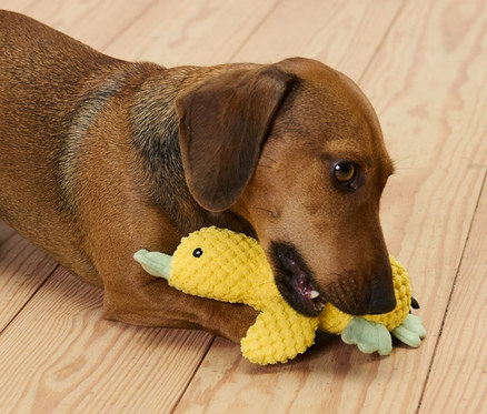 Barna tacskó fekszik a fapadlón, és a »kiskacsa« plüss kutyajátékot harapdálja.