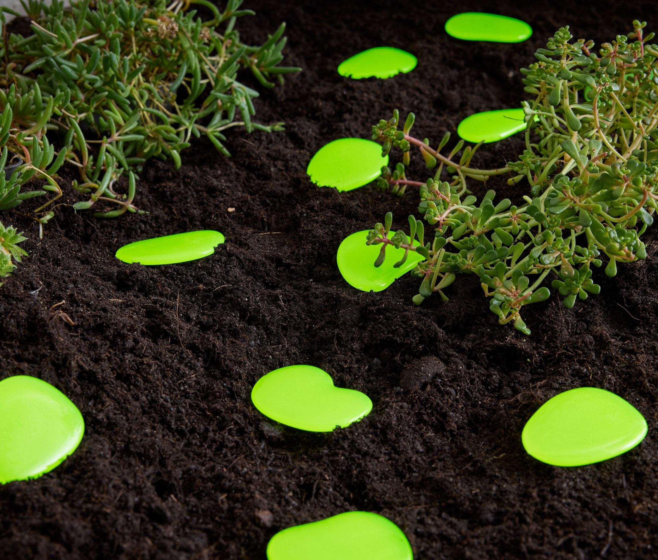Zöld világító kavicsok fekszenek a földön növények mellett.