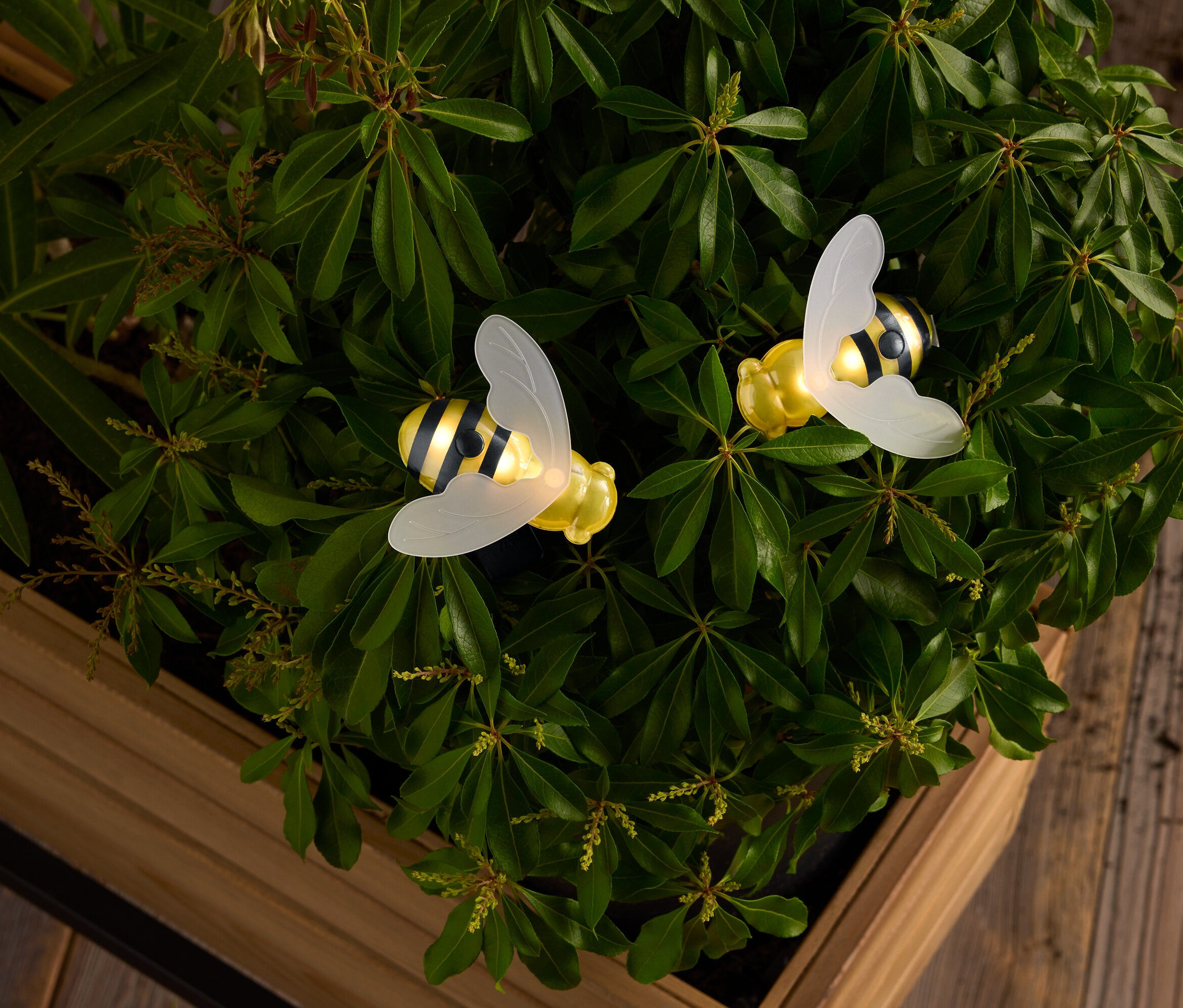 Két sárga és fekete csíkos méhecske áttetsző szárnyakkal egy fa dobozban lévő zöld levelek között.