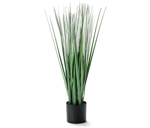 Pampafű műnövény cserépben.