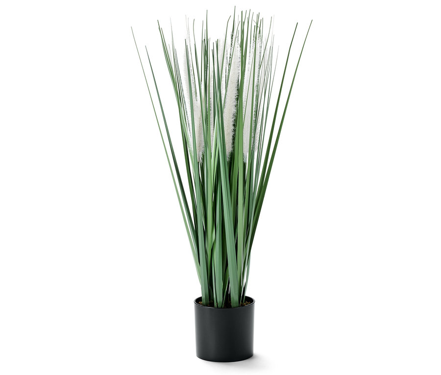 Pampafű műnövény cserépben.