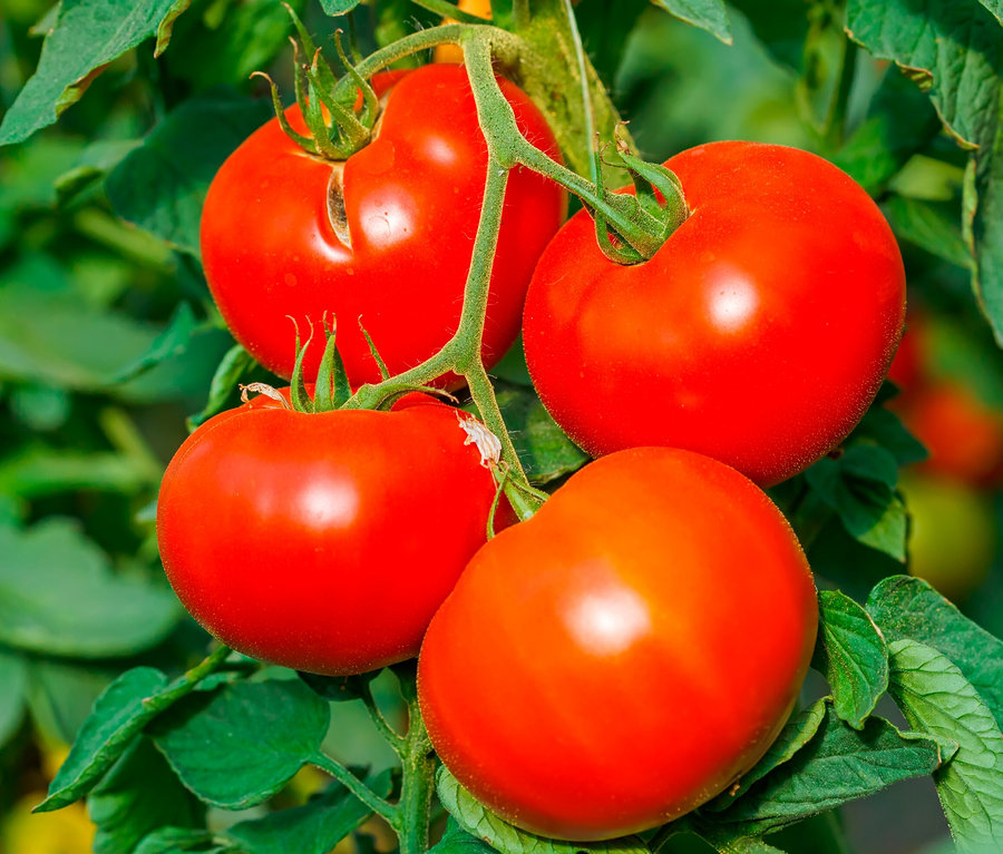 Négy piros paradicsom egy száron a Minikert papírzacskóban, paradicsommal.