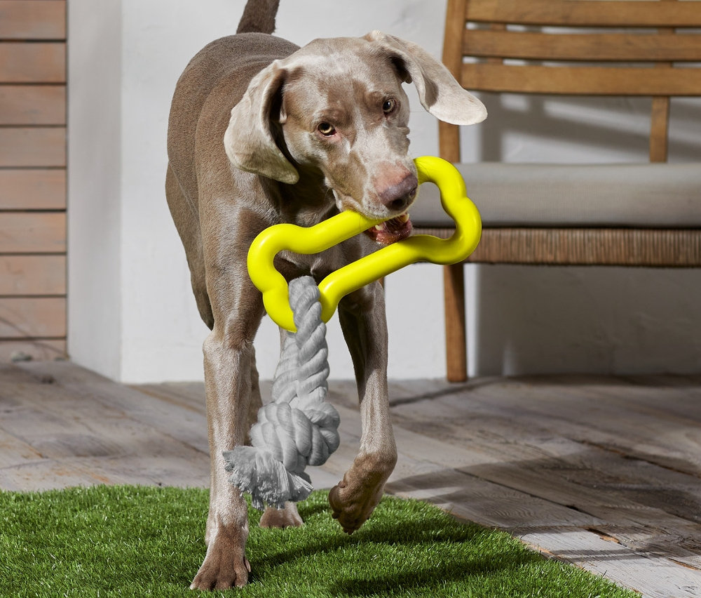 Kutya visz egy kutyajátékot.