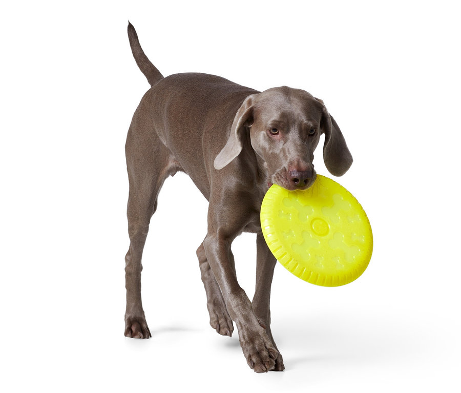 Egy szürke weimari vizsla sárga kutyafrizbit visz a szájában.