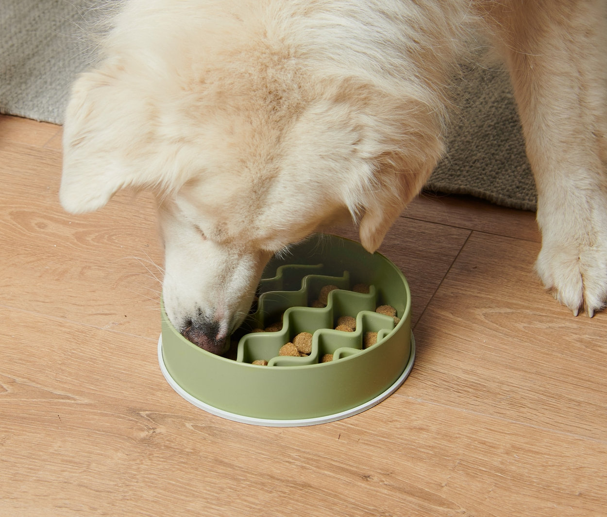 Kutya eszik a habzsolásgátló tálból.