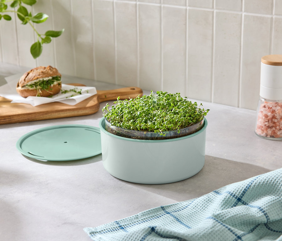 Fénykép egy munkalapról, amelyen csíráztató edény, szendvics, sótartó és konyharuha található.