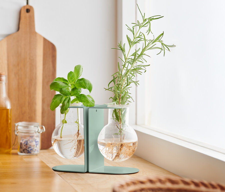 Bazsalikom és rozmaring dugványozó állomáson egy konyhapulton.