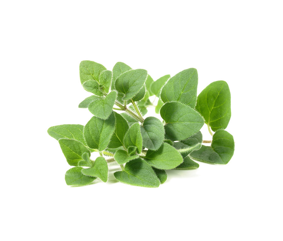 Egy oregánó szárának közeli felvétele ovális zöld levelekkel, fehér háttérrel.