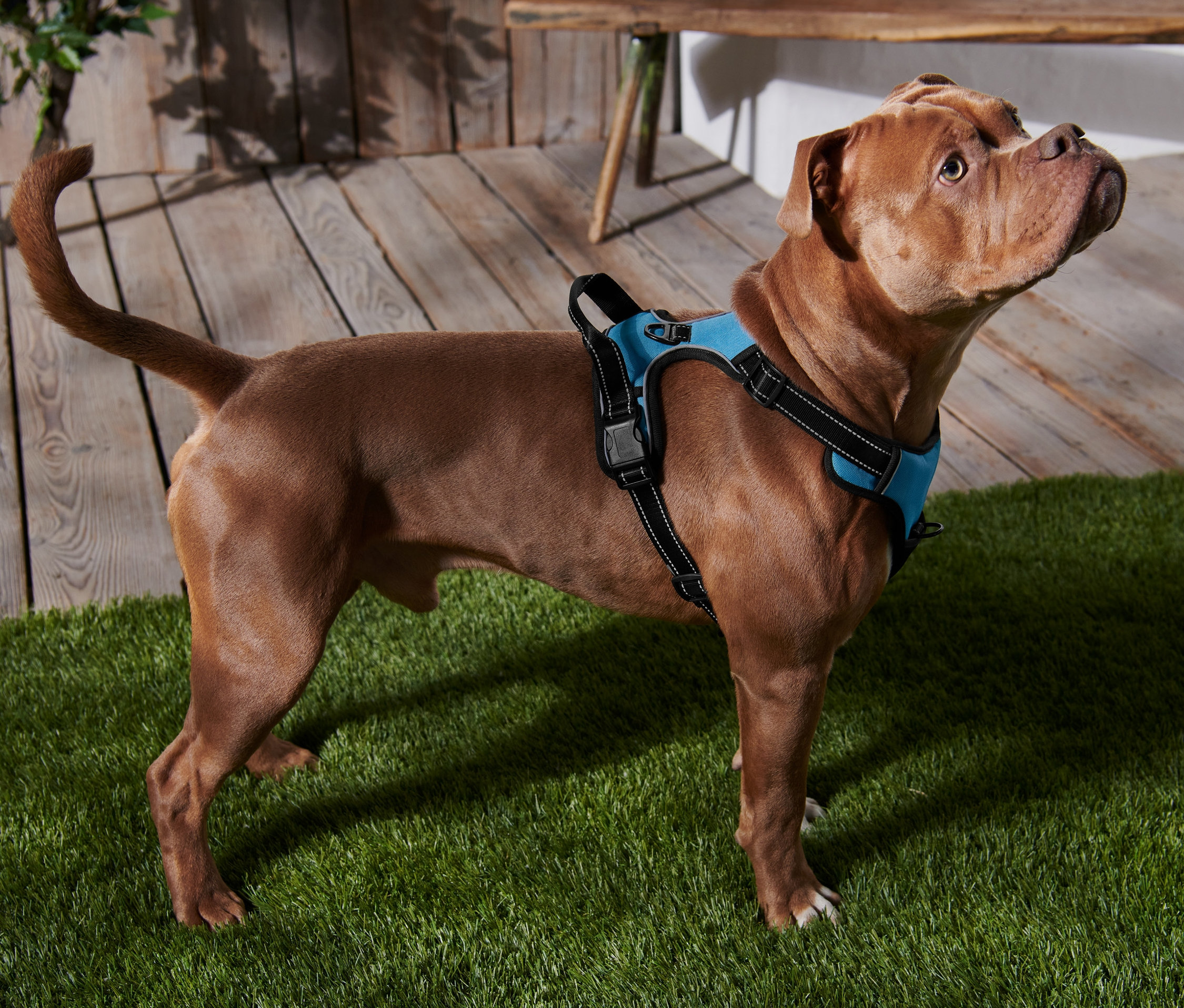 Egy barna kutya áll a műfüvön, és egy kék XL-es kutyahámot visel.