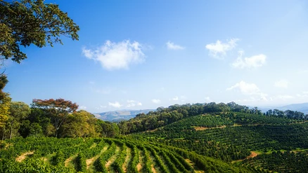 Eine weite Kaffeeplantage auf sanften Hügeln unter blauem Himmel mit vereinzelten weißen Wolken. Grüne Kaffeepflanzenreihen erstrecken sich über die Landschaft, begrenzt von dichten Bäumen.