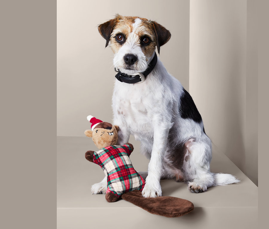 Jack Russell terrier ül egy plüss mókus kutyajáték mellett.