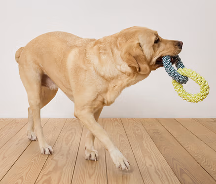 Egy bézs labrador kék-sárga kötéljátékot visz a szájában, miközben egy fapadlón sétál egy fehér fal előtt.