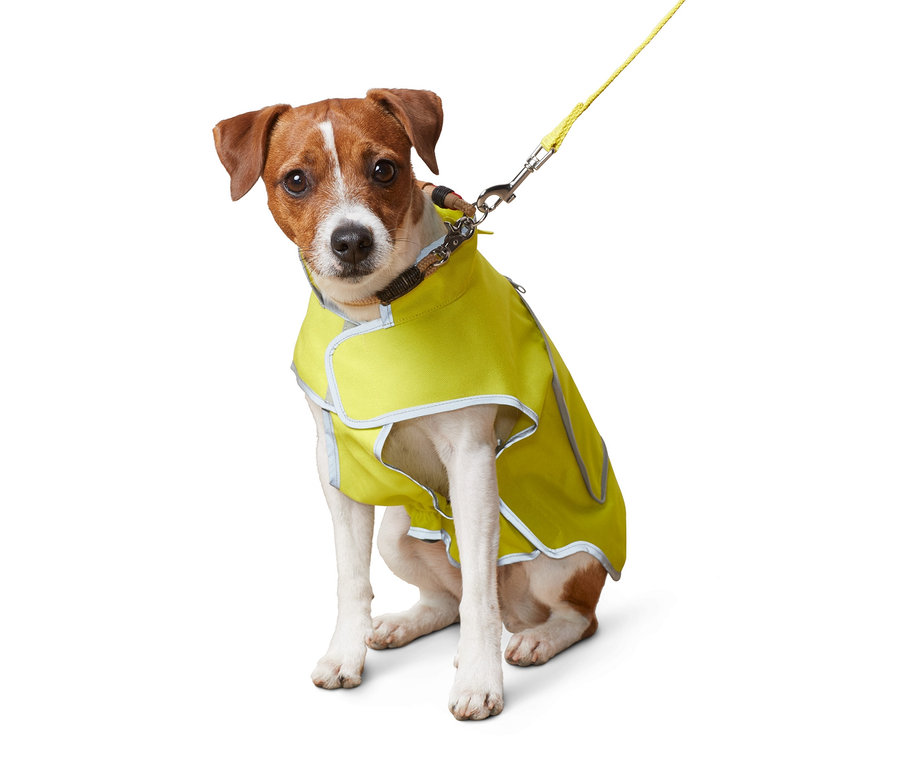 Egy ülő Jack Russell terrier láthatósági mellényt visel, 36 cm-es kutyáknak.