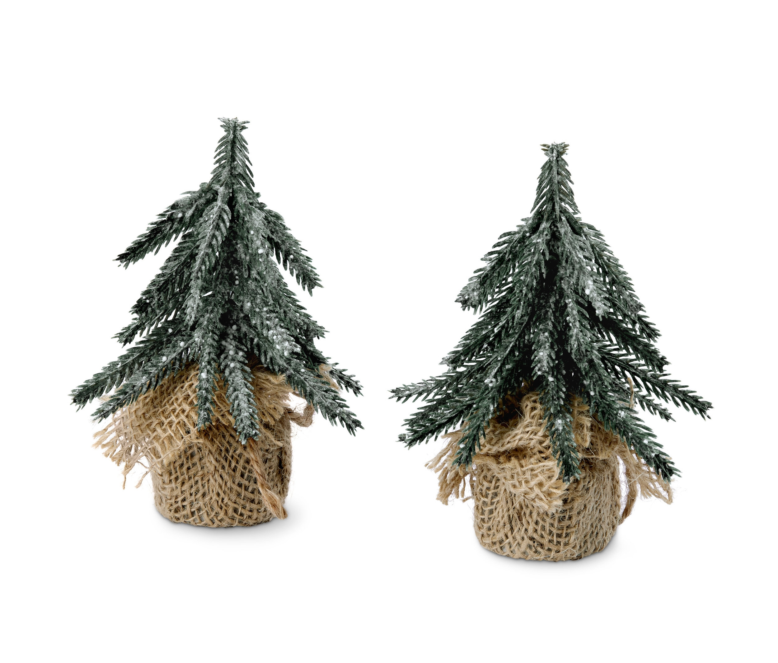 Két díszfenyő jutazsákban.