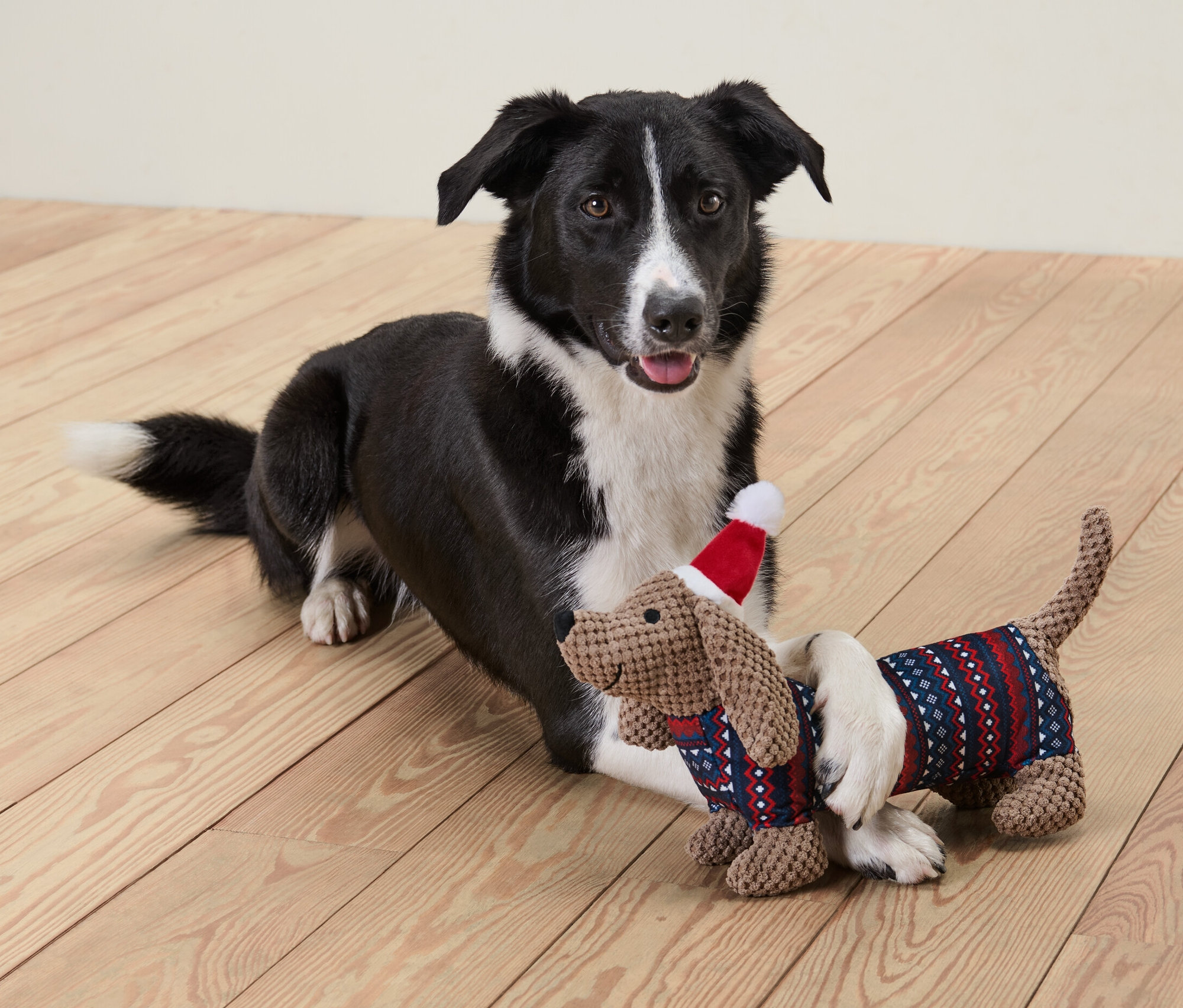 Fekete-fehér kutya fekszik a fapadlón egy plüss tacskó kutyajátékkal, piros sapkában.