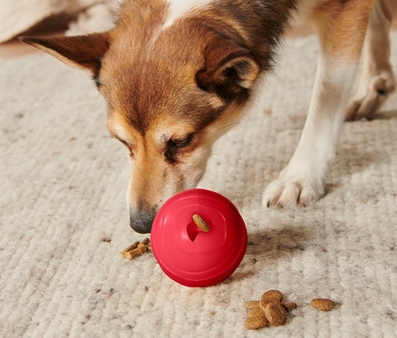 Kutya szimatol egy piros Jutalomfalat-adagoló labdát a szőnyegen.