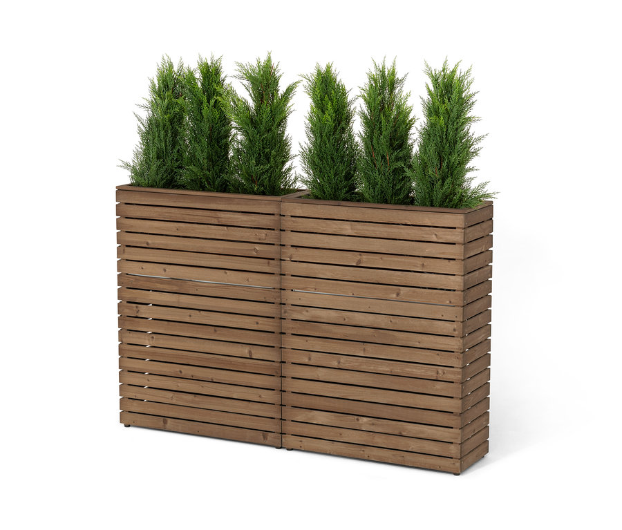 Két »Tinus« térelválasztó virágláda tűlevelű fákkal.