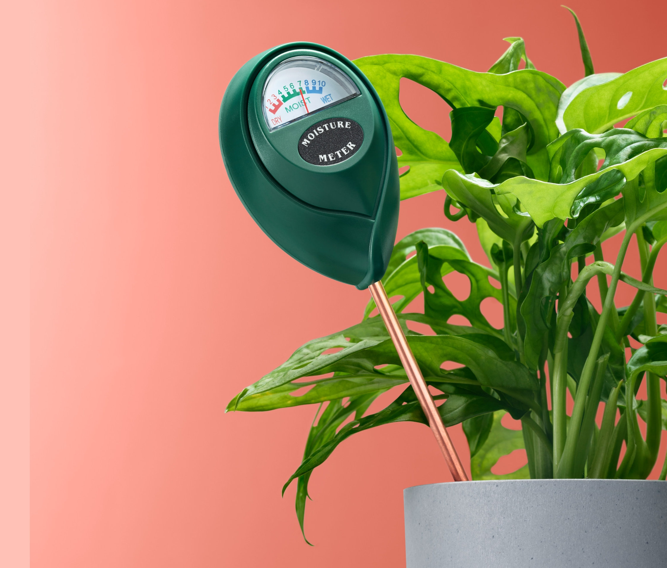 Talajnedvesség mérő egy virágcserépbe szúrva, növény mellett.