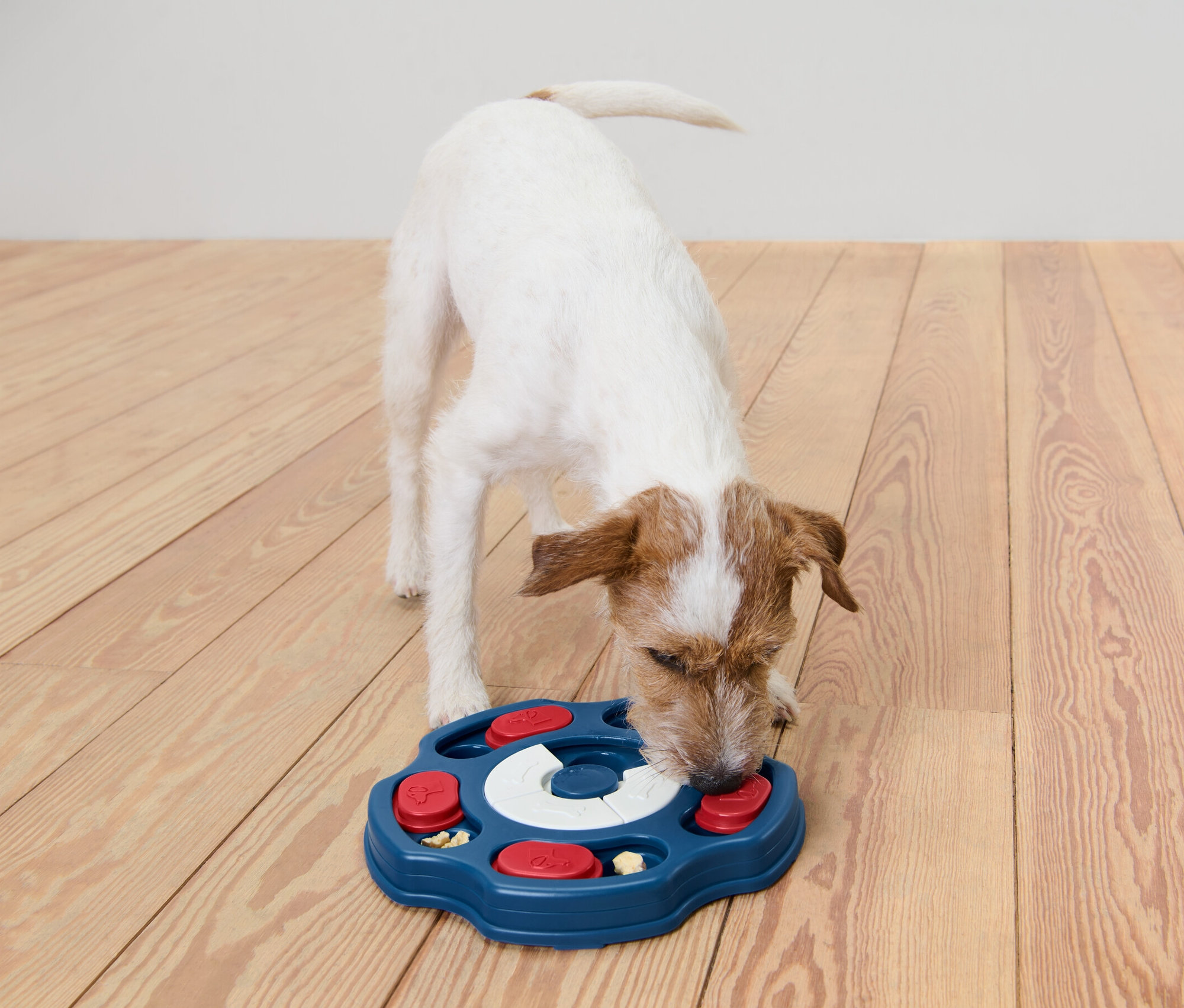 Egy fehér kutya kék intelligenciafejlesztő kutyajátékból eszik egy fapadlón.