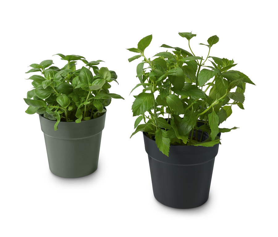 Két kaspó fűszernövényekhez, egy olívazöld, egy fekete, mindkettőben fűszernövényekkel.