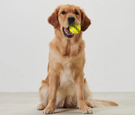 Golden retriever ül, szájában egy sárga labdát tart, Labdadobó.