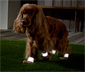4 fényvisszaverő pánt kutyáknak